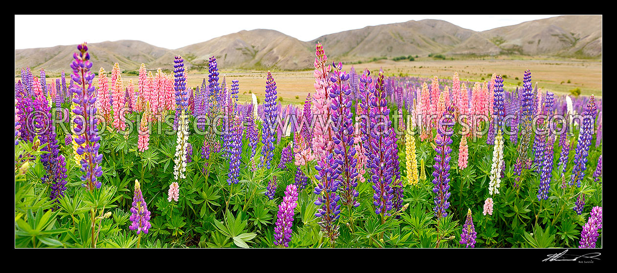 Image of Wild Russell Lupins (Luprinus polyphyllus) flowering panorama illustration from two stitched photos, New Zealand (NZ) stock photo image