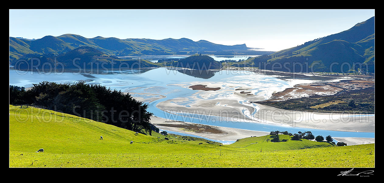 Image of Lush farmland and sheep above a perfectly calm Hoopers Inlet morning. Papanui Inlet beyond. Panorama, Otago Peninsula, Dunedin City District, Otago Region, New Zealand (NZ) stock photo image