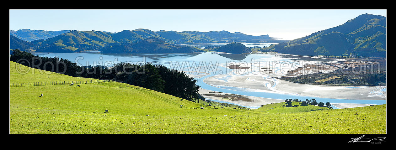 Image of Lush farmland and sheep above a perfectly calm Hoopers Inlet morning. Papanui Inlet beyond. Mt Charles /Poatiri far right. Panorama, Otago Peninsula, Dunedin City District, Otago Region, New Zealand (NZ) stock photo image