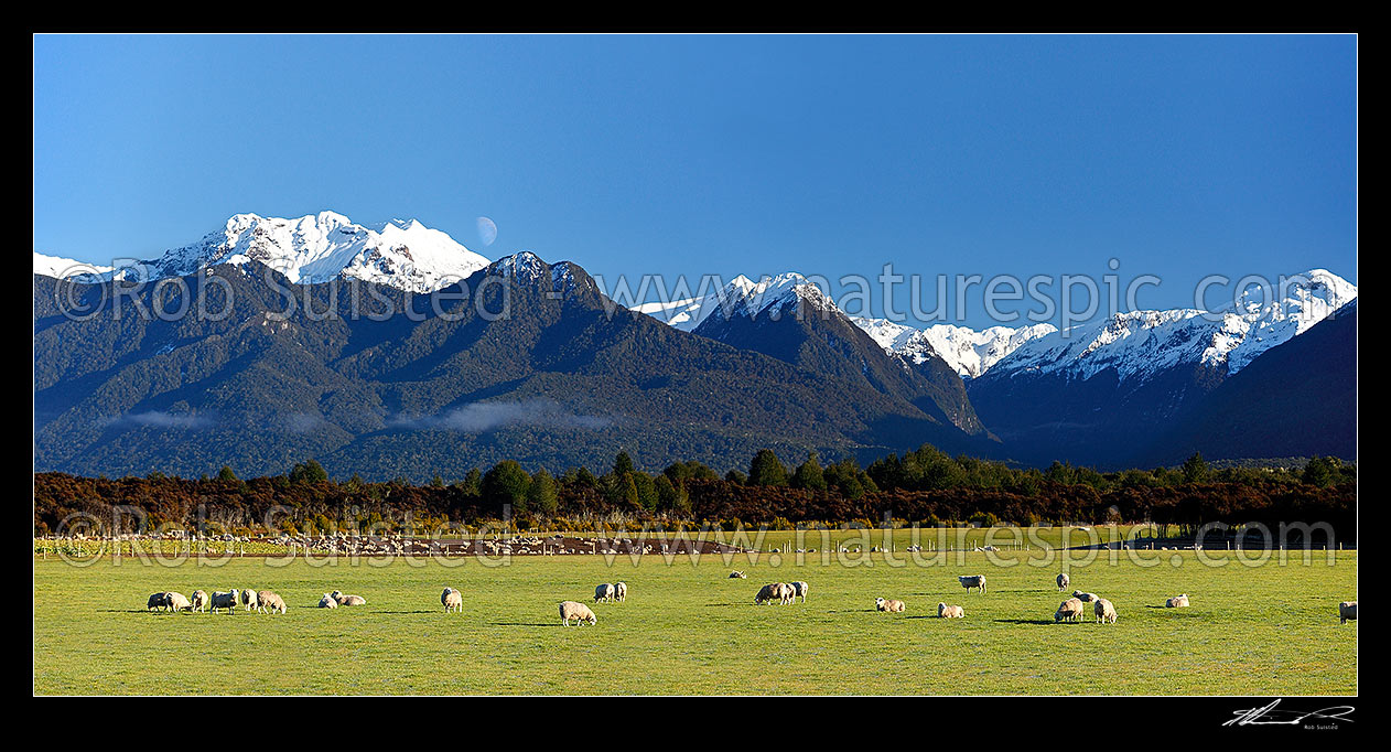 Image of Sheep flock grazing in lush fields with snowy Fiordland mountains beyond. Panorama, Manapouri, Southland District, Southland Region, New Zealand (NZ) stock photo image