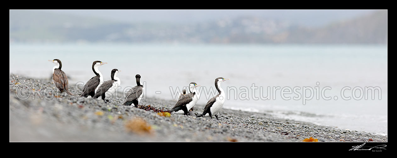 Image of Pied shags flock on beach (Phalacrocorax varius; Phalacrocoracidae) Karuhiruhi, Pied cormorant or yellow-faced cormorant. NZ native species. Panorama, Mana Island, Porirua City District, Wellington Region, New Zealand (NZ) stock photo image