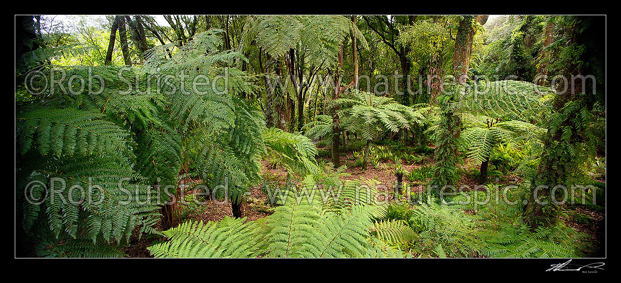 Image of Inside NZ forest bush with tree ferns (Cyathea smithii, left) and Tawa trees (Beilschmiedia tawa), New Zealand (NZ) stock photo image