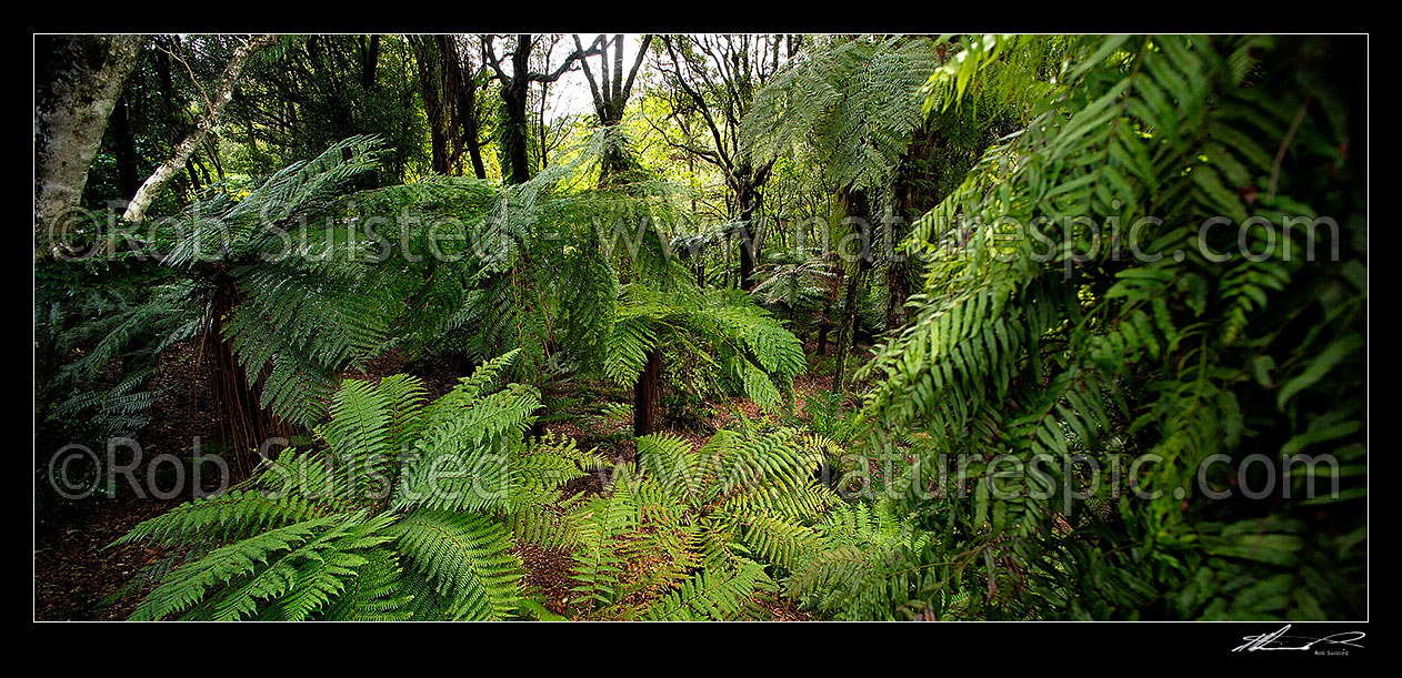 Image of Inside NZ forest bush with tree ferns (Cyathea smithii, left) and Tawa trees (Beilschmiedia tawa), New Zealand (NZ) stock photo image