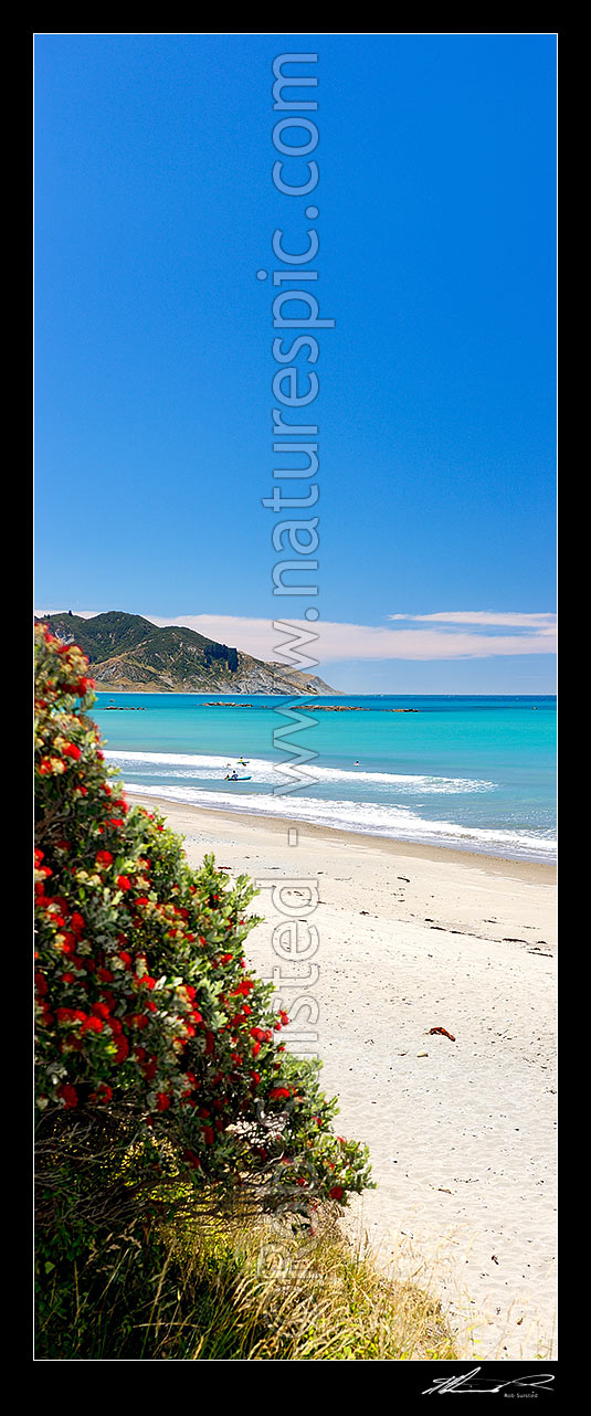 Image of Waipiro Bay beach with flowering pohutukawa tree, swimmers and kayakers enjoying the warm summer day. Pipiwharauroa Head behind. Vertical panorama, Waipiro Bay, East Coast, Gisborne District, Gisborne Region, New Zealand (NZ) stock photo image