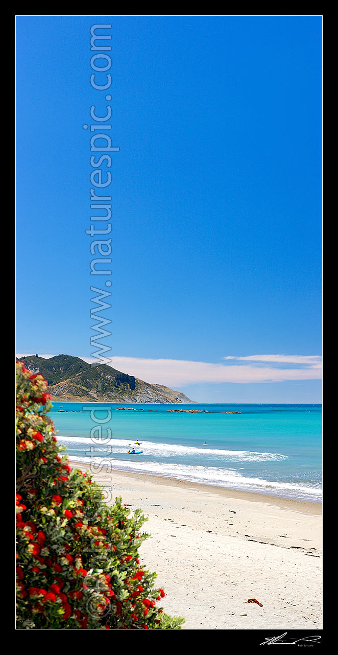 Image of Waipiro Bay beach with flowering pohutukawa tree, swimmers and kayakers enjoying the warm summer day. Pipiwharauroa Head behind. Vertical panorama, Waipiro Bay, East Coast, Gisborne District, Gisborne Region, New Zealand (NZ) stock photo image