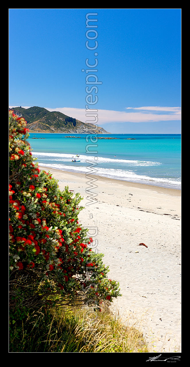 Image of Waipiro Bay beach with flowering pohutukawa tree, swimmers and kayakers enjoying the warm summer day. Pipiwharauroa Head behind. Vertical panorama, Waipiro Bay, East Coast, Gisborne District, Gisborne Region, New Zealand (NZ) stock photo image