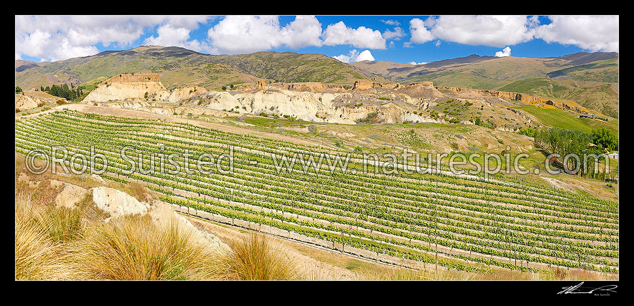 Image of Mt Difficulty Wines vineyard with historic old gold sluicing workings beyond. Panorama, Bannockburn, Central Otago District, Otago Region, New Zealand (NZ) stock photo image