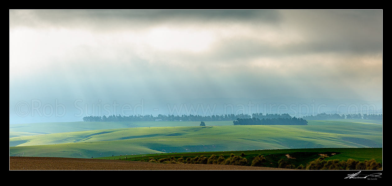 Image of Lush farmland and stock grazing on a moody misty evening with crepuscular sun rays illuminating grass and windbreaks. Panorama, Clarks Junction, Dunedin City District, Otago Region, New Zealand (NZ) stock photo image