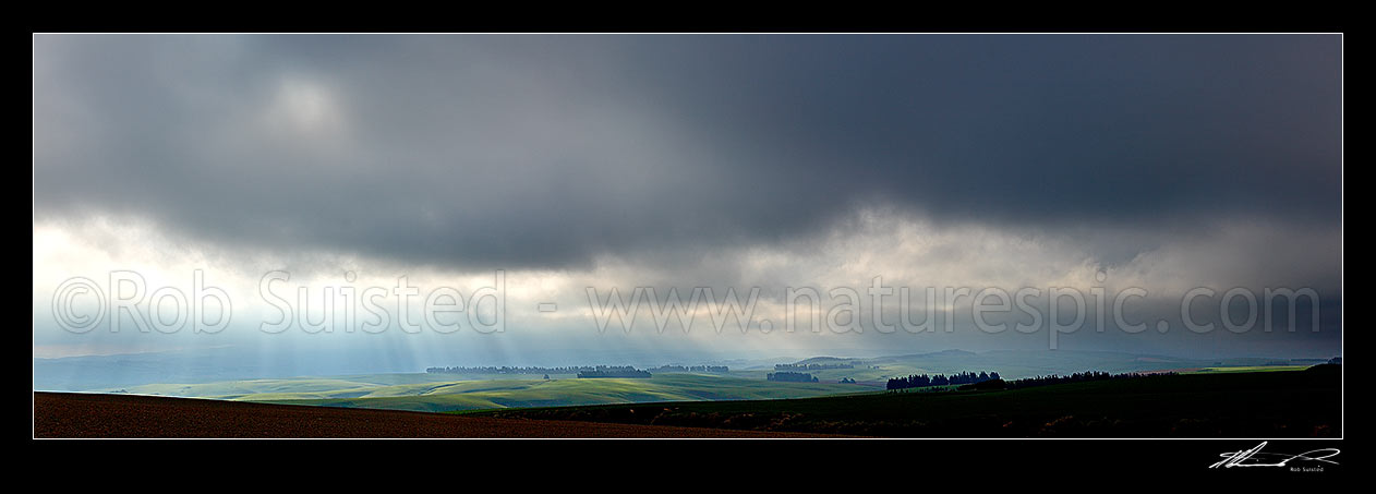 Image of Lush farmland and stock grazing on a moody misty evening with crepuscular sun rays illuminating grass and windbreaks. Panorama, Clarks Junction, Dunedin City District, Otago Region, New Zealand (NZ) stock photo image