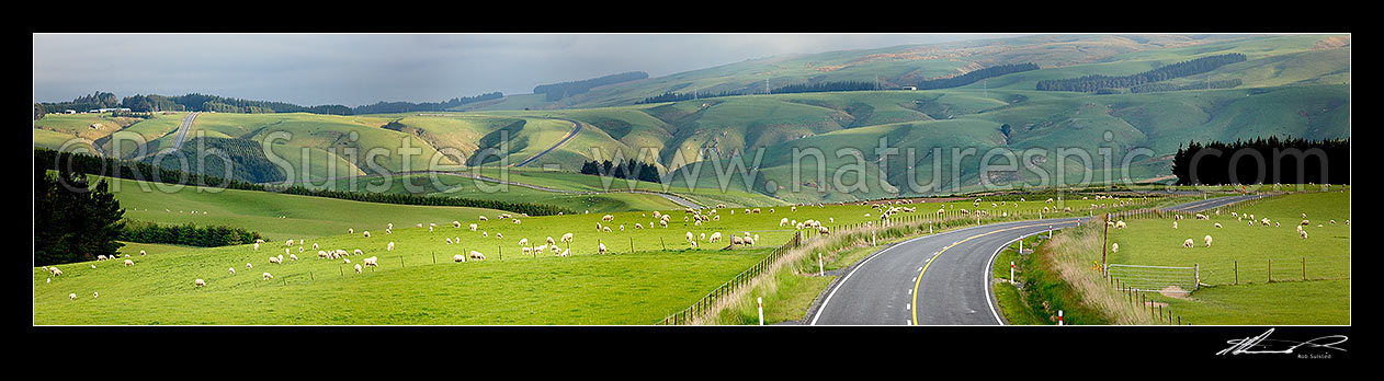 Image of Sheep and stock grazing on lush farmland on a moody evening. State Highway 87. Panorama, Clarks Junction, Dunedin City District, Otago Region, New Zealand (NZ) stock photo image