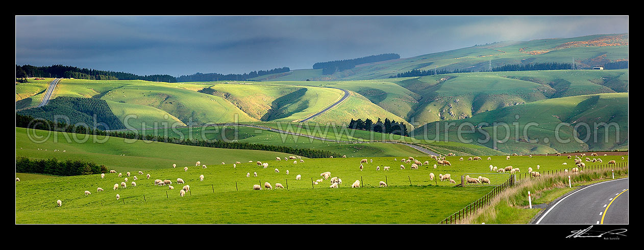 Image of Sheep and stock grazing on lush farmland on a moody evening. State Highway 87. Panorama, Clarks Junction, Dunedin City District, Otago Region, New Zealand (NZ) stock photo image