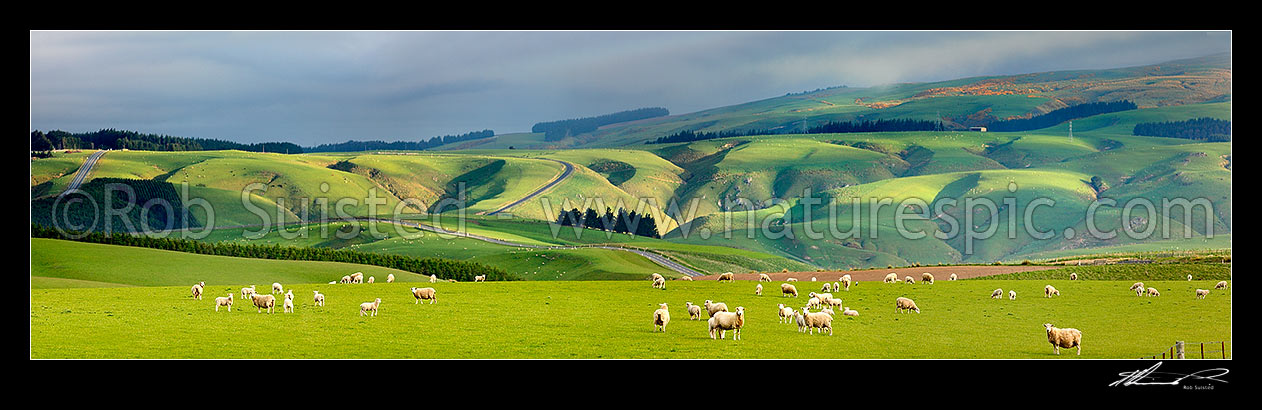 Image of Sheep and stock grazing on lush farmland on a moody evening. State Highway 87. Panorama, Clarks Junction, Dunedin City District, Otago Region, New Zealand (NZ) stock photo image