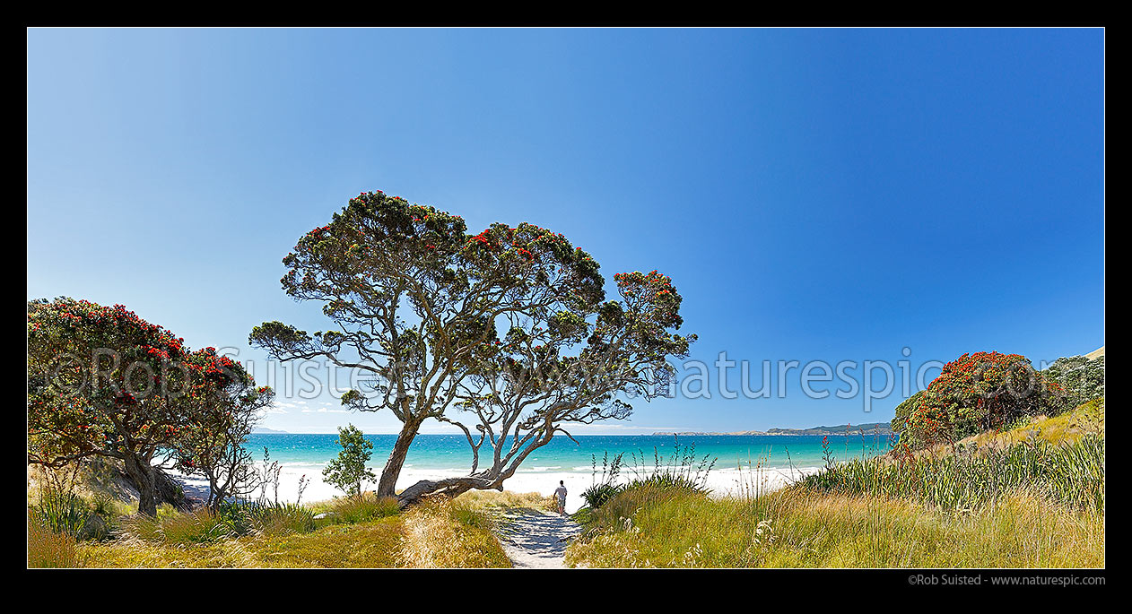 Image of Otama Beach on the Coromandel Peninsula. Visitor standing under flowering pohutukawa trees on summers day. Panorama format, Otama Beach, Coromandel Peninsula, Thames-Coromandel District, Waikato Region, New Zealand (NZ) stock photo image