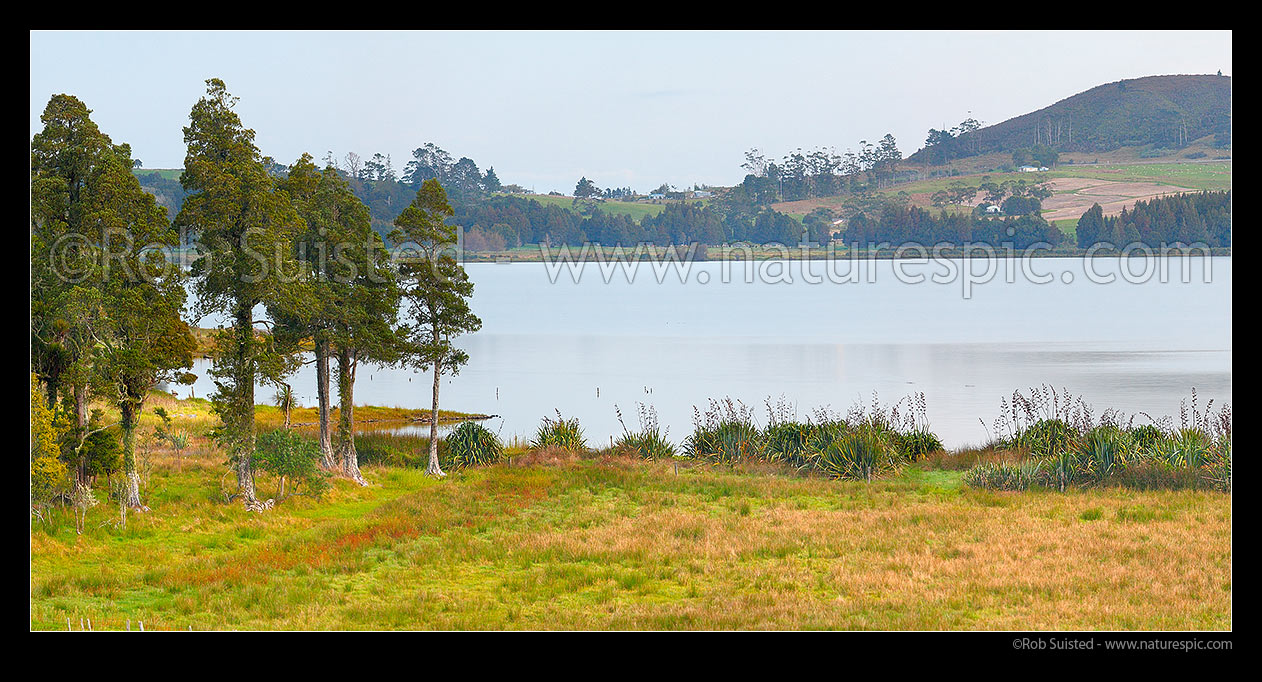 Image of Remnant forest on shores of Lake Omapere near Kaikohe at dusk. Panorama, Okaihau, Far North District, Northland Region, New Zealand (NZ) stock photo image