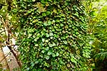 Rata vines on tree trunk