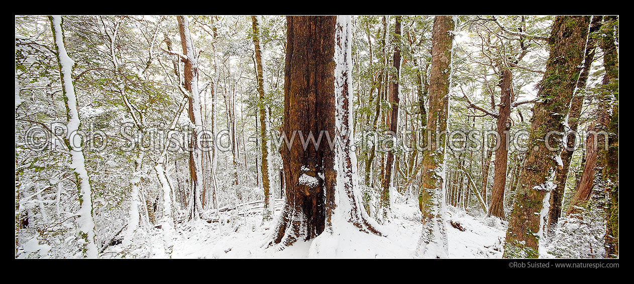 Image of High alpine beech forest (1000masl) interior during a snow storm. Red, Mountain and silver beech trees (Fuscospora fusca, Fuscospora cliffortioides, Lophozonia menziesii). Panorama, Kahurangi National Park, Tasman District, Tasman Region, New Zealand (NZ) stock photo image