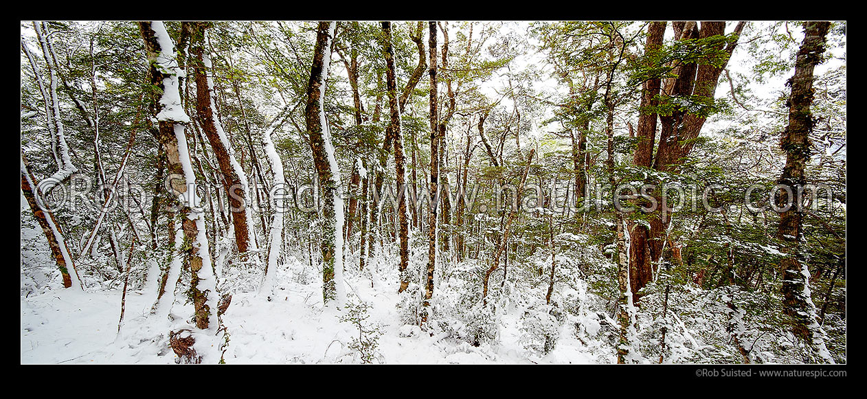 Image of High alpine beech forest (1000masl) interior during a snow storm. Red, Mountain and silver beech trees (Fuscospora fusca, Fuscospora cliffortioides, Lophozonia menziesii). Panorama, Kahurangi National Park, Tasman District, Tasman Region, New Zealand (NZ) stock photo image