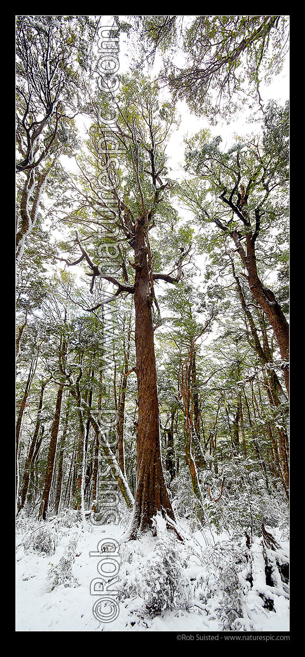 Image of Red Beech tree (Fuscospora fusca, formerly Nothofagus) in high alpine beech forest (1000masl) during snow storm. Vertical panorama, Kahurangi National Park, Tasman District, Tasman Region, New Zealand (NZ) stock photo image