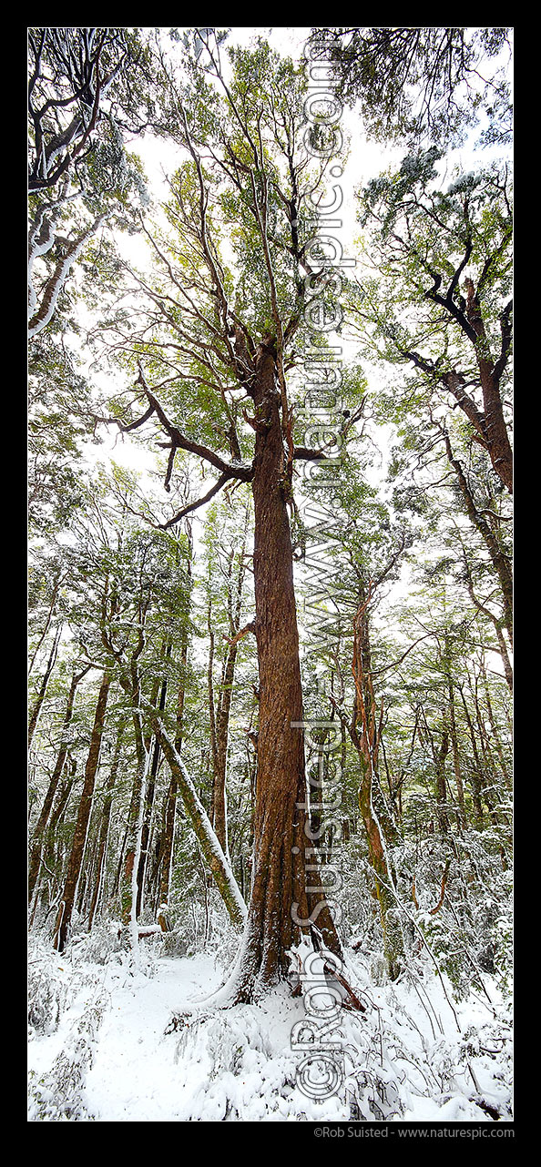 Image of Red Beech tree (Fuscospora fusca, formerly Nothofagus) in high alpine beech forest (1000masl) during snow storm. Vertical panorama, Kahurangi National Park, Tasman District, Tasman Region, New Zealand (NZ) stock photo image