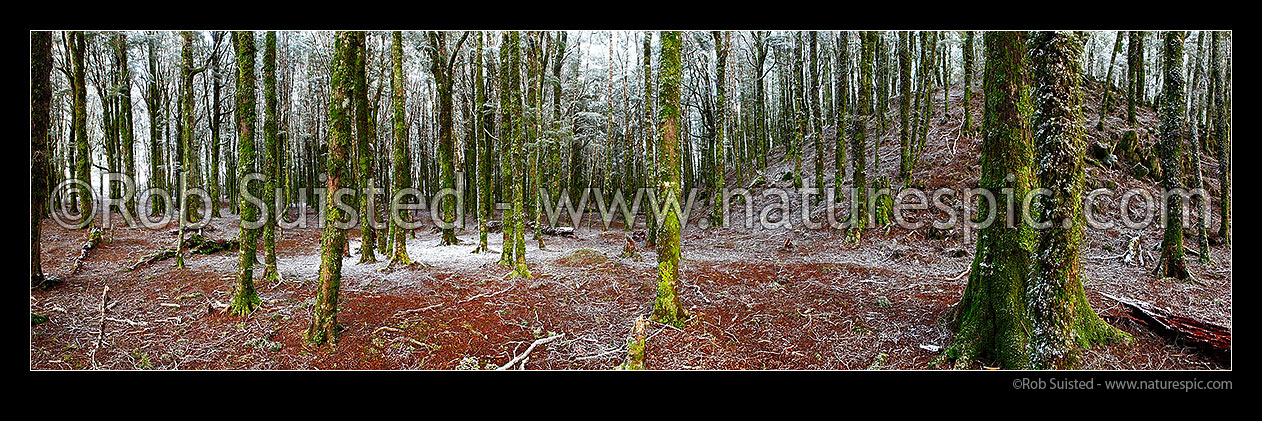 Image of NZ Beech tree forest interior (800masl) during light snowfall. Red and silver beech trees (Fuscospora fusca, Lophozonia menziesii). Panorama, Takaka Hill, Tasman District, Tasman Region, New Zealand (NZ) stock photo image