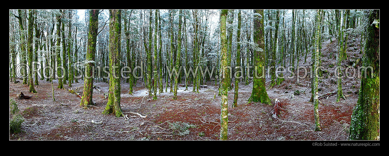 Image of NZ native Beech tree forest interior (800masl) during light snowfall. Red and silver beech trees (Fuscospora fusca, Lophozonia menziesii). Panorama, Abel Tasman National Park, Tasman District, Tasman Region, New Zealand (NZ) stock photo image