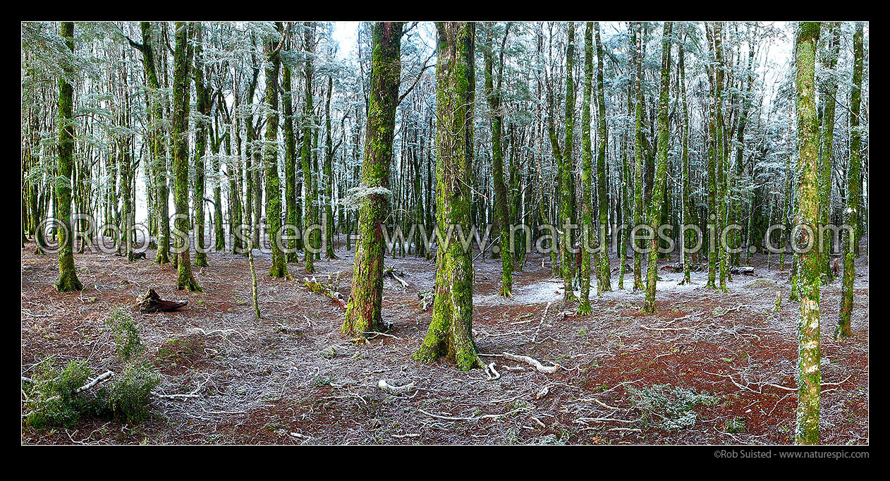 Image of NZ native Beech tree forest interior (800masl) during light snowfall. Red and silver beech trees (Fuscospora fusca, Lophozonia menziesii). Panorama, Abel Tasman National Park, Tasman District, Tasman Region, New Zealand (NZ) stock photo image