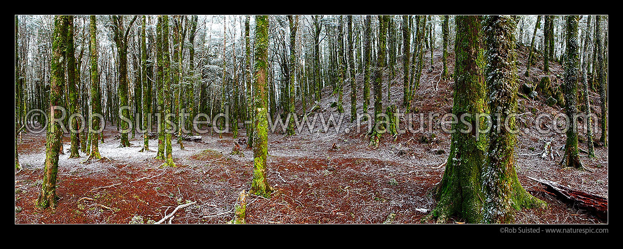 Image of Winter inside NZ native Beech forest (800masl) during light snowfall. Red and silver beech trees (Fuscospora fusca, Lophozonia menziesii). Panorama, Abel Tasman National Park, Tasman District, Tasman Region, New Zealand (NZ) stock photo image