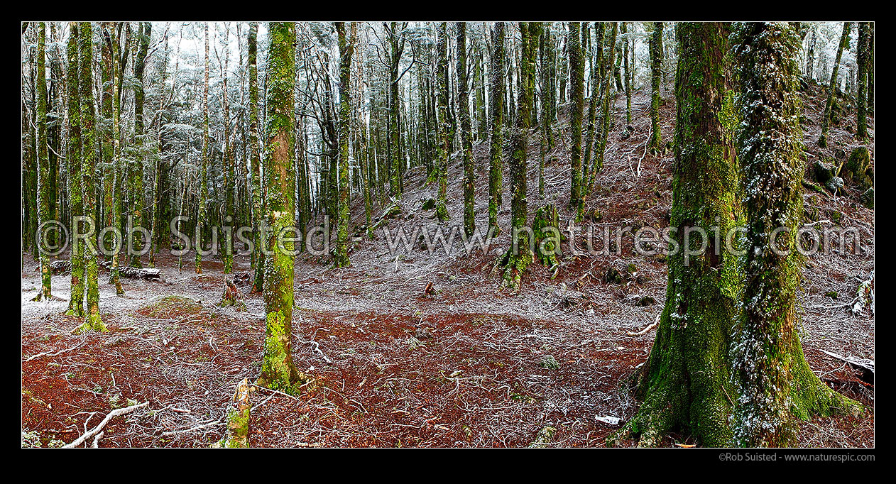 Image of Winter inside NZ native Beech forest (800masl) during light snowfall. Red and silver beech trees (Fuscospora fusca, Lophozonia menziesii). Panorama, Abel Tasman National Park, Tasman District, Tasman Region, New Zealand (NZ) stock photo image