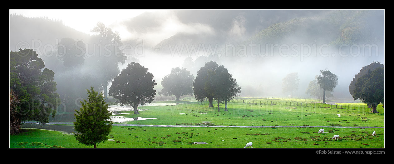 Image of Misty morning farmland in the Wakapuaka River Valley amongst remnant Totara and Kahikatea forest trees, sheep grazing and sun breaking through. Panorama, Hira, Nelson City District, Nelson Region, New Zealand (NZ) stock photo image