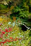 Cotoneaster, NZ weed species