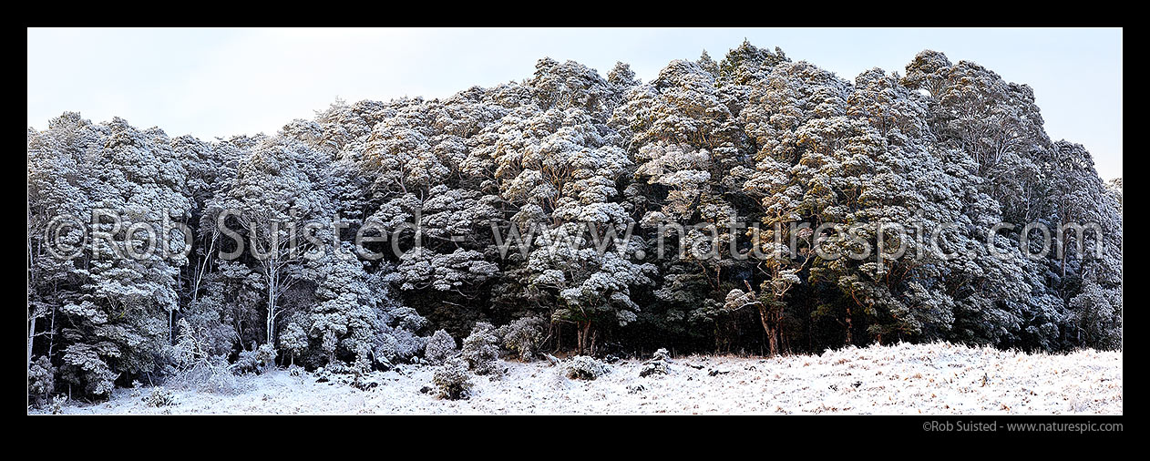 Image of Silver Beech forest dusted with fresh winter snowfall as weather clears after snowstorm (Lophozonia menziesii, formally Nothofagus menzeseii). Canaan Downs. Panorama, Abel Tasman National Park, Tasman District, Tasman Region, New Zealand (NZ) stock photo image