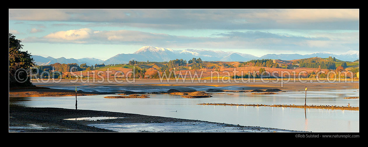 Image of Moutere Inlet on the Moutere River mouth. Seagulls, shorebirds and waders feeding at low tide. Wintery Richmond Ranges beyond. Panorama, Motueka, Tasman District, Tasman Region, New Zealand (NZ) stock photo image