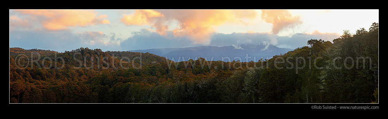 Image of Dusk over NZ native Beech forest canopy (800masl) looking towards Kahurangi N.P. and the Devil Range. Panorama, Abel Tasman National Park, Tasman District, Tasman Region, New Zealand (NZ) stock photo image