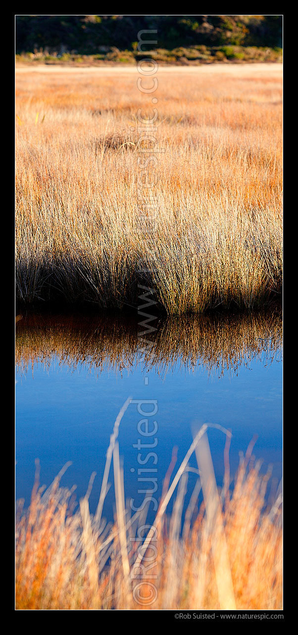 Image of Salt marsh tidal estuary with Jointed wire rush, Oioi, (Leptocarpus (Apodasmia) similis) reflecting textures in a calm tidal pool. Square format, Pauatahanui Inlet, Porirua City District, Wellington Region, New Zealand (NZ) stock photo image