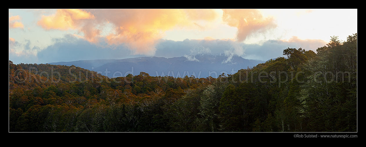 Image of Dusk over NZ native Beech forest canopy (800masl) looking towards Kahurangi N.P. and the Devil Range. Panorama, Abel Tasman National Park, Tasman District, Tasman Region, New Zealand (NZ) stock photo image