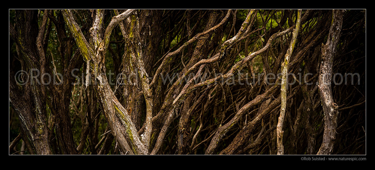 Image of Gnarly old Kanuka forest and trees (Kunzea ericoides, syn Leptospermum ericoides) - tea tree. Panorama, New Zealand (NZ) stock photo image