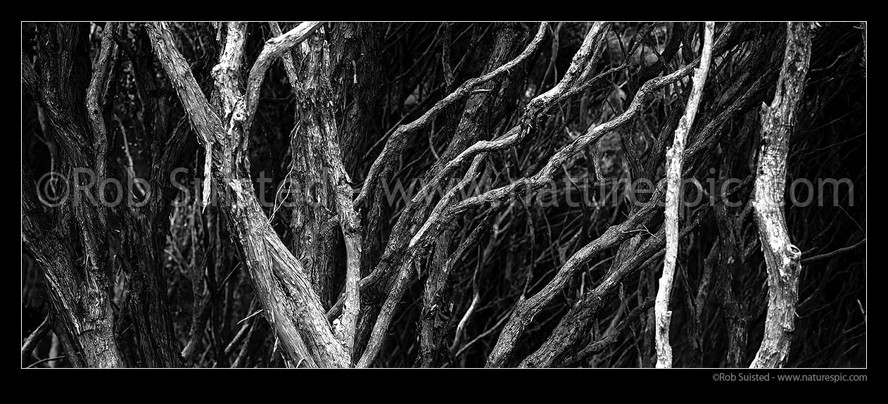 Image of Gnarly old Kanuka forest and trees (Kunzea ericoides, syn Leptospermum ericoides) - tea tree. Black and white panorama, New Zealand (NZ) stock photo image