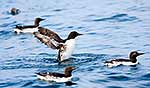 Common guillemots, Svalbard