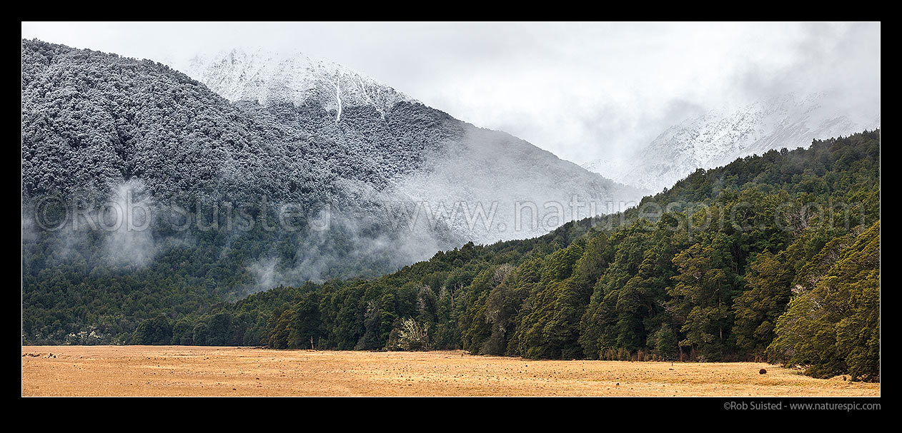 Image of Snow dusted beech forest above grassland in Eglinton River Valley, Livingstone Mountains beyond, enroute to Milford Sound in winter. Panorama, Fiordland National Park, Southland District, Southland Region, New Zealand (NZ) stock photo image