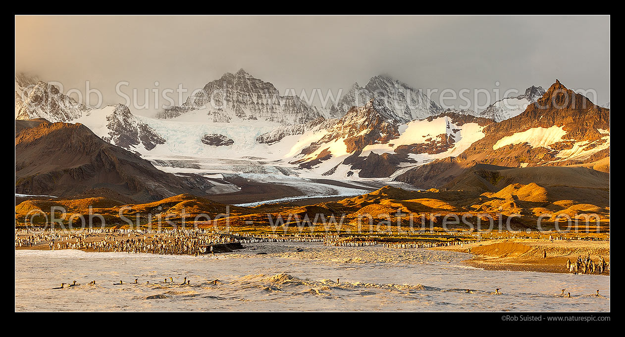 Image of Saint Andrew's Bay. King penguins (Aptenodytes patagonicus) on beach. Dawn panorama. Buxton Glacier draining the rugged Allardyce Range, St Andrews Bay, New Zealand (NZ) stock photo image