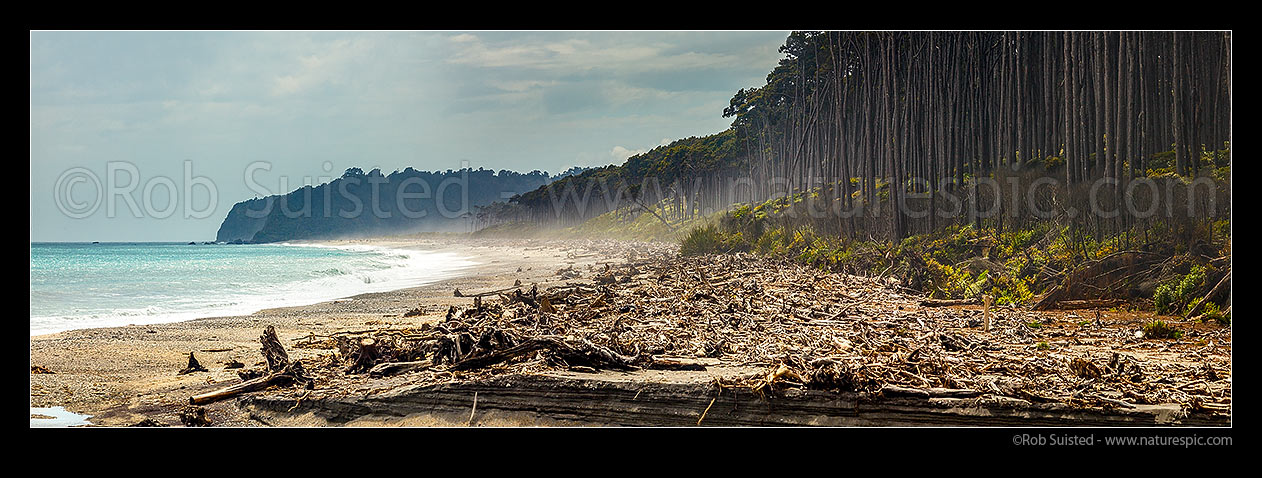 Image of Bruce Bay coastline looking towards the Makawhio (Jacobs) River mouth and Makawhio Point and Jacobs Bluff. Coastal forest of Rimu trees. South Westland. Panorama, Bruce Bay, Westland District, West Coast Region, New Zealand (NZ) stock photo image