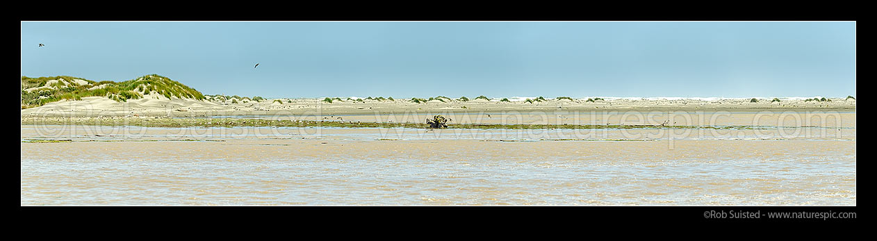 Image of Ohau River mouth, wetland, sand dunes and sandbar at Kuku Beach. Godwits, Caspian Terns, and Shoveller ducks visible. Panorama, Ohau, Horowhenua District, Manawatu-Wanganui Region, New Zealand (NZ) stock photo image