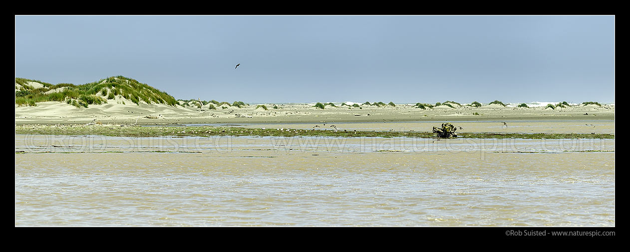 Image of Ohau River mouth, wetland, sand dunes and sandbar at Kuku Beach. Godwits, Caspian Terns, and Shoveller ducks visible. Panorama, Ohau, Horowhenua District, Manawatu-Wanganui Region, New Zealand (NZ) stock photo image