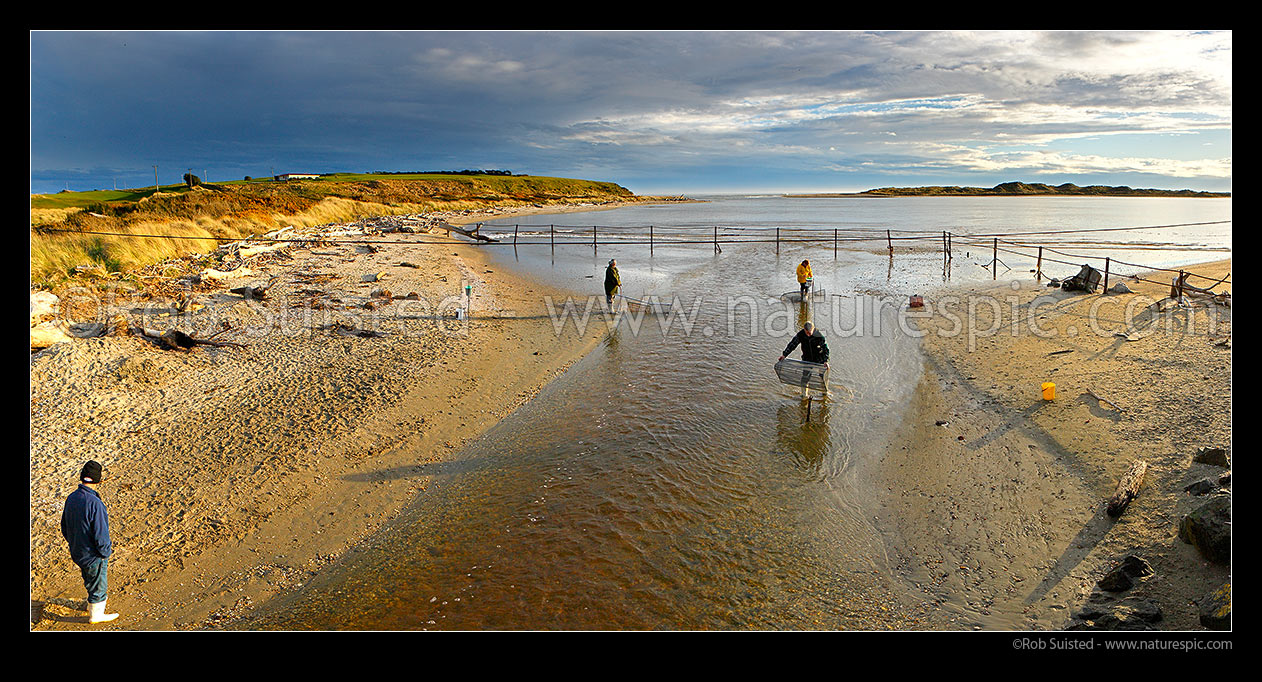 Image of Whitebaiting near the mouth of the Mataura River. Whitebait fishermen checking nets. Panorama, Fortrose, Southland District, Southland Region, New Zealand (NZ) stock photo image