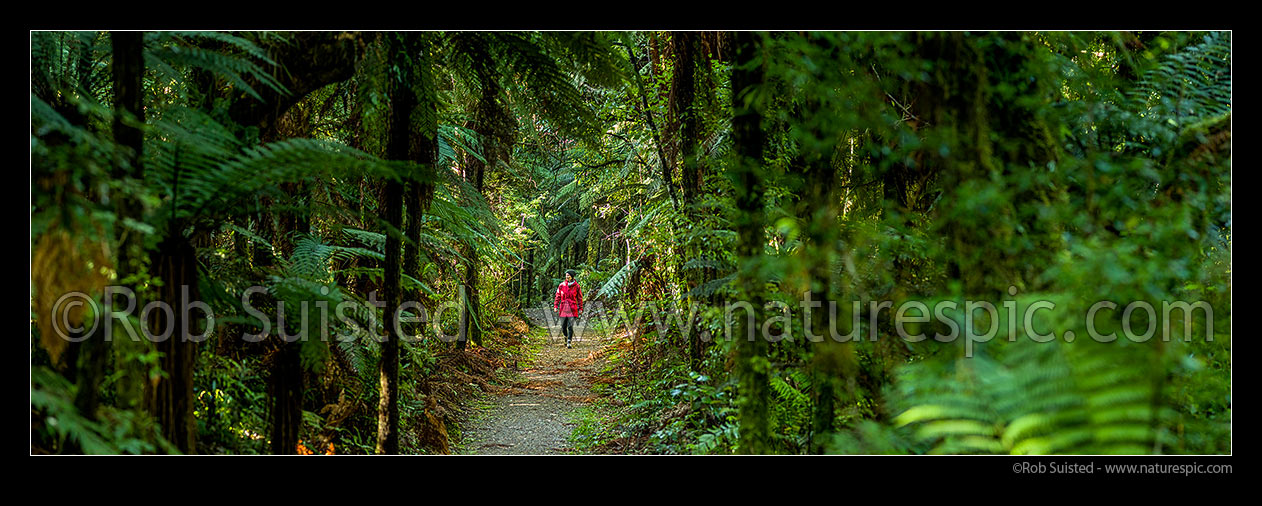 Image of Rainforest track and woman walker. Person walking through Pureora Podocarp bush trail and tree ferns. Panorama, Pureora Forest Park, Waitomo District, Waikato Region, New Zealand (NZ) stock photo image