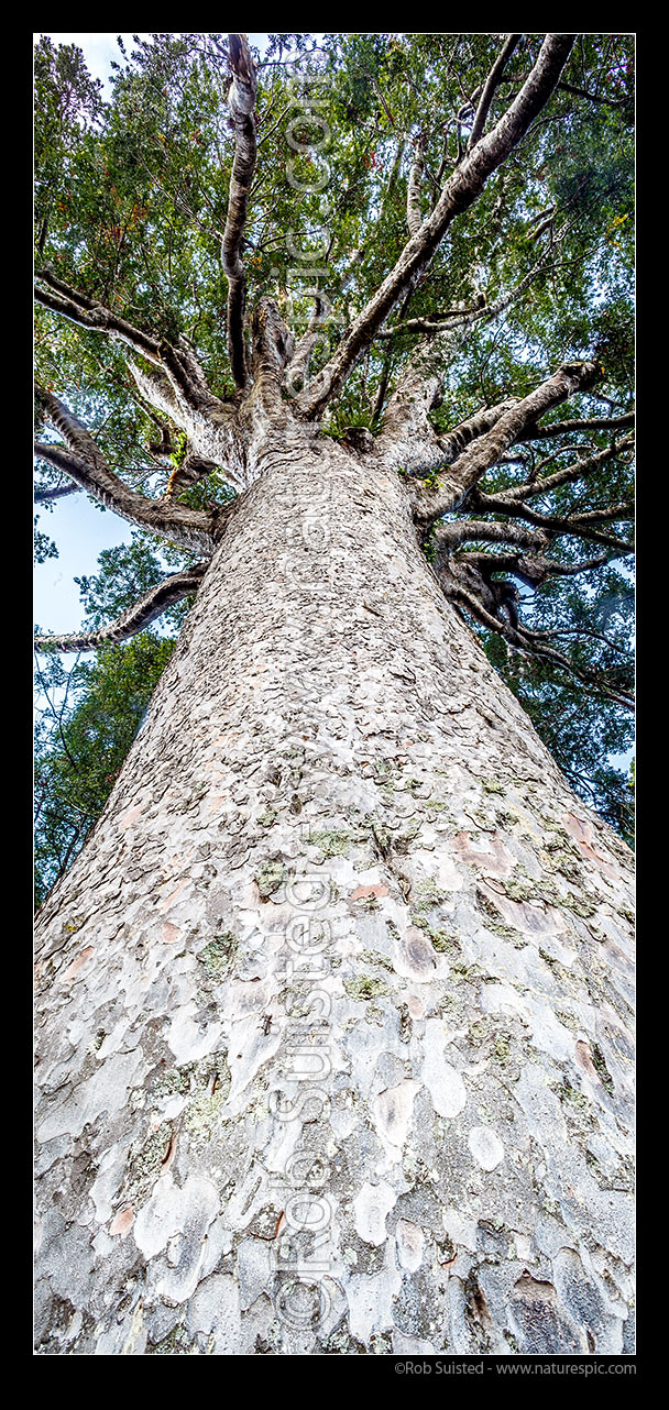 Image of New Zealand Kauri Tree (Agathis australis) trunk and crown. Vertical panorama, Far North District, Northland Region, New Zealand (NZ) stock photo image