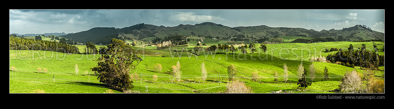 Image of Dairy farmland in Northland. Sunlit paddocks and trees, with rain clouds on the horizon. Large panorama, Brynderwyn, Whangarei District, Northland Region, New Zealand (NZ) stock photo image