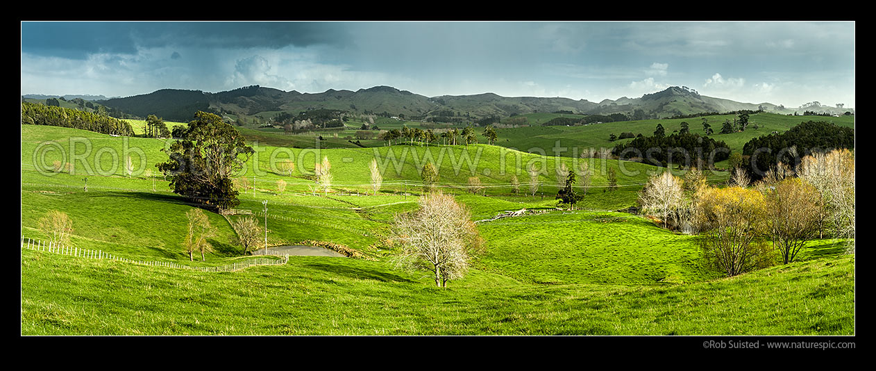 Image of Northland farmland panorama with lush grassland. Dairy farming pasture, Brynderwyn, Whangarei District, Northland Region, New Zealand (NZ) stock photo image