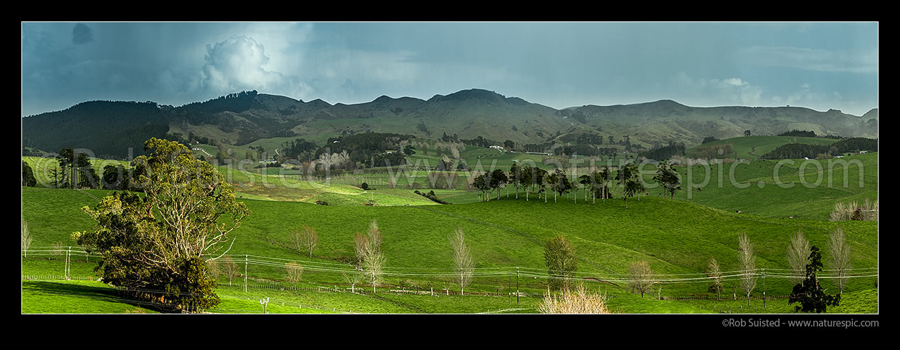 Image of Northland farmland panorama with lush grassland. Dairy farming pasture, Brynderwyn, Whangarei District, Northland Region, New Zealand (NZ) stock photo image