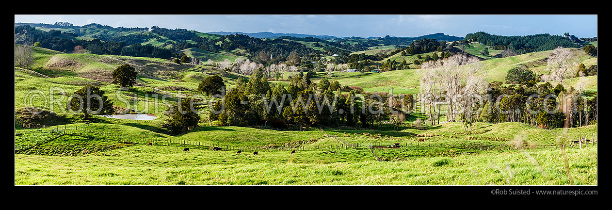 Image of Northland farmland panorama in the Paparoa Stream Valley, with cattle grazing amongst remnant stands of native podocarp forest, Paparoa, Kaipara District, Northland Region, New Zealand (NZ) stock photo image